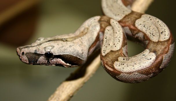 Сусід шаблезубих котів: на острові знайшли скам’янілість гігантської змії