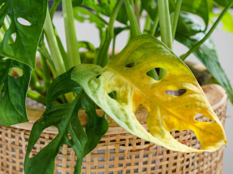 Сім способів швидко відновити будь-яку кімнатну рослину після надмірного поливу Сім способів швидко відновити будь-яку кімнатну рослину після надмірного поливу