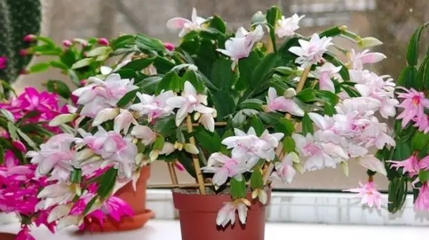 Пишне цвітіння декабриста у березні: як змусити шлюмбергер випустити сотні бутонів