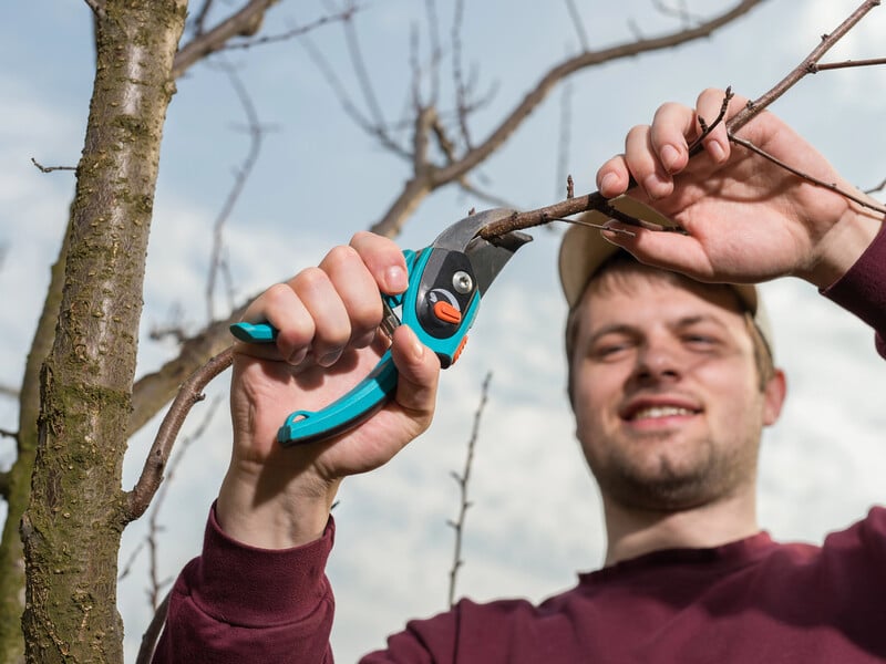 Плоди будуть величезними, а шкідники не зіпсують сад. Правила обрізки дерев навесні
