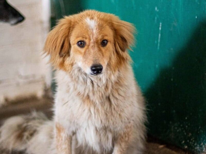 "Шерсть – це аналог осінньої куртки". Зоозахисниця розповіла, як урятувати вуличних тварин від холоду