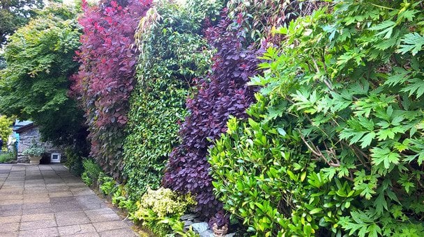 Швидкоростучий живопліт: які рослини посадити, щоб отримати огорожу за мінімум часу