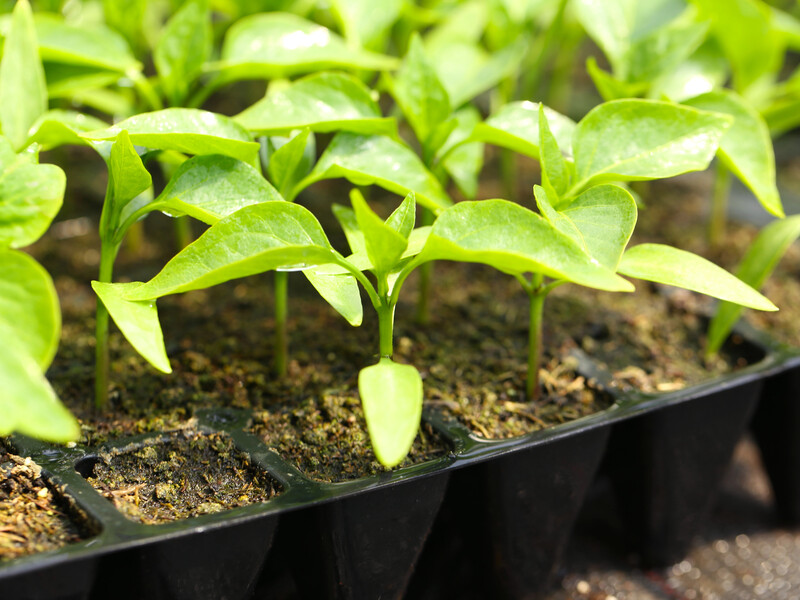 Почніть вирощувати цю розсаду в лютому – і влітку отримаєте неймовірний врожай Почніть вирощувати цю розсаду в лютому – і влітку отримаєте неймовірний врожай