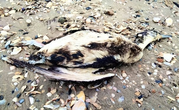 На Одещині виявили мертвих птахів у мазуті: що сталося