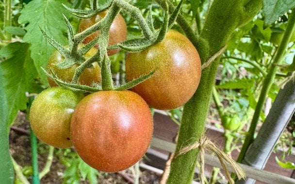 Не садіть ці рослини поруч з помідорами: які сусіди знищать її урожай