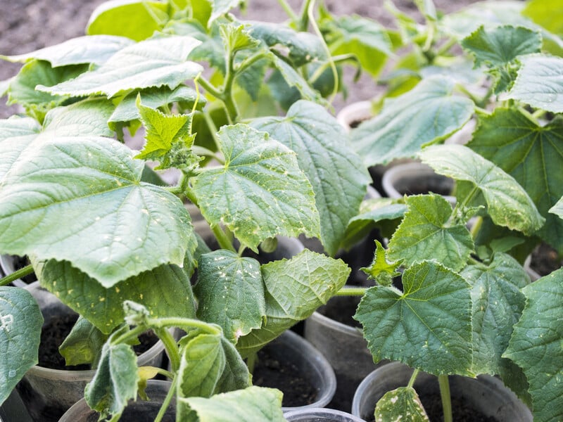 Названо дату, коли потрібно пророщувати огірки на розсаду. Зробіть так само – й урожаю буде вдосталь Названо дату, коли потрібно пророщувати огірки на розсаду. Зробіть так само – й урожаю буде вдосталь