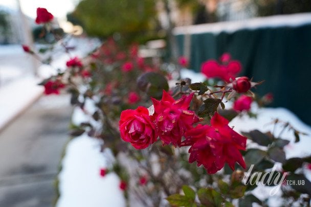 Нове випробування на спостережливість: знайдіть сонечок серед троянд