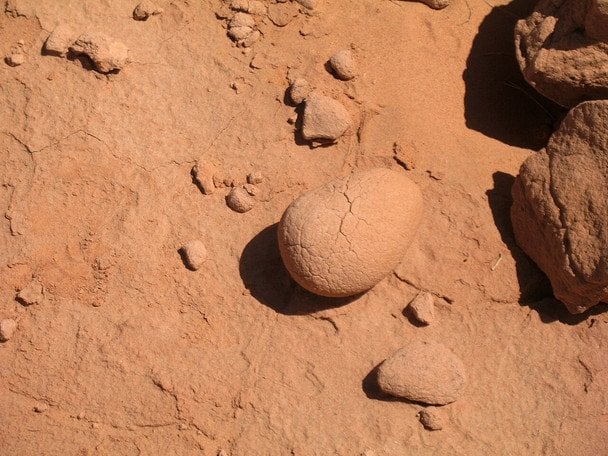 По людське коліно: в Іспанії знайшли унікальні рештки мініатюрних динозаврів