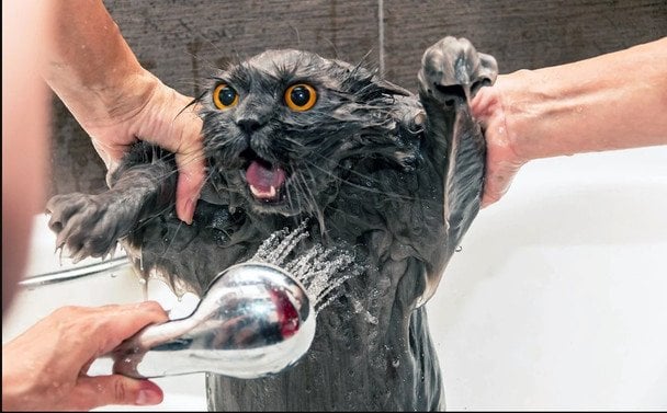 Як покупати кота і залишитися живим: покрокова інструкція без сліз та подряпин