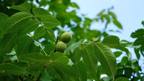 За скільки метрів від будинку можна садити горіх та чому його не можна рубати