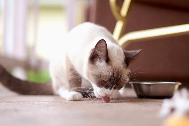 Всього 2 шматочки в миску — і кіт їсть все без вередування: як зробити улюбленця щасливим