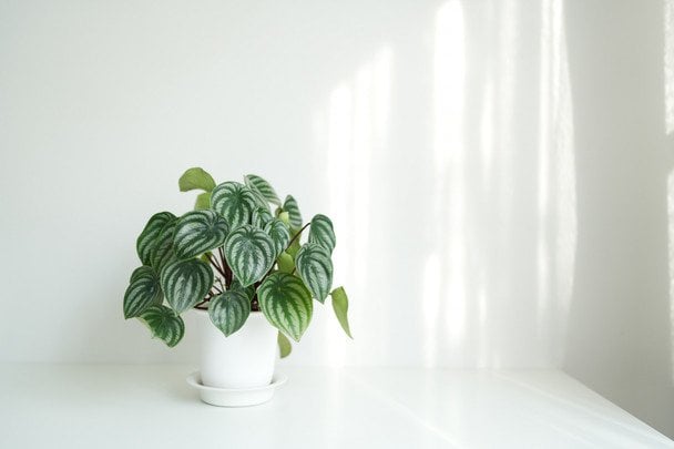 Три кімнатні рослини, які не бояться батарей: що поставити біля радіатора