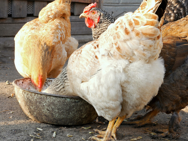 Замочіть у цьому своїм курям зерно – і в домі завжди буде повно яєць. Рецепт ефективної підгодівлі Замочіть у цьому своїм курям зерно – і в домі завжди буде повно яєць. Рецепт ефективної підгодівлі