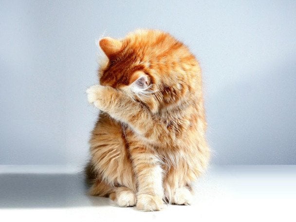 Запах з котячого лотка зникне назавжди: простий спосіб без хімії та шкоди для улюбленця