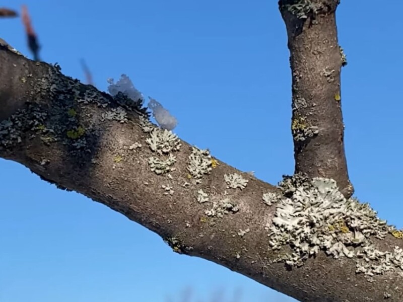 Зробіть це до потепління. Як назавжди прибрати мох і лишайники з дерев