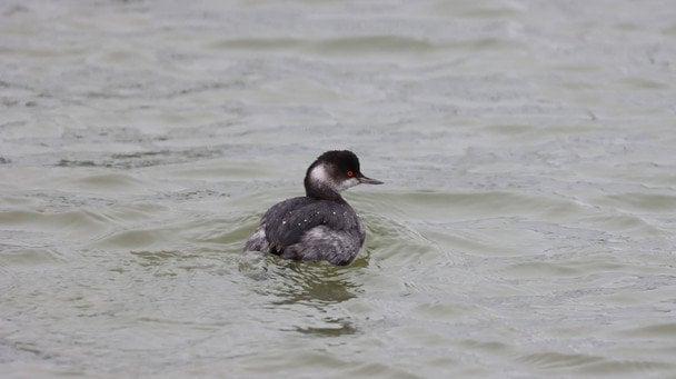 У Чорному морі масова загибель птахів з неймовірно червоними очами: яка причина (фото)