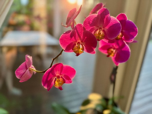 Помилка під час поливу: 5 кімнатних рослин, які не терплять жорстку воду