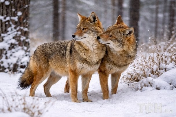 Дика природа України під час війни: як виживають шакали (відео)