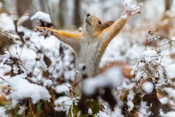 Україну накриє циклон: що буде з погодою 25 лютого