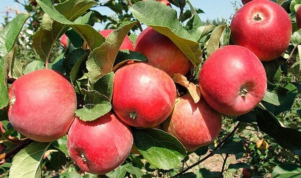 Українські вчені визначили найбільш стійкі до заморозків сорти яблунь: ось що потрібно садити