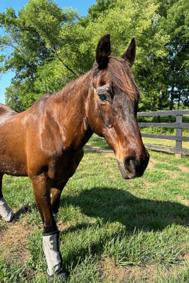 Найстаріша кобила у світі: скільки років тварині та фото