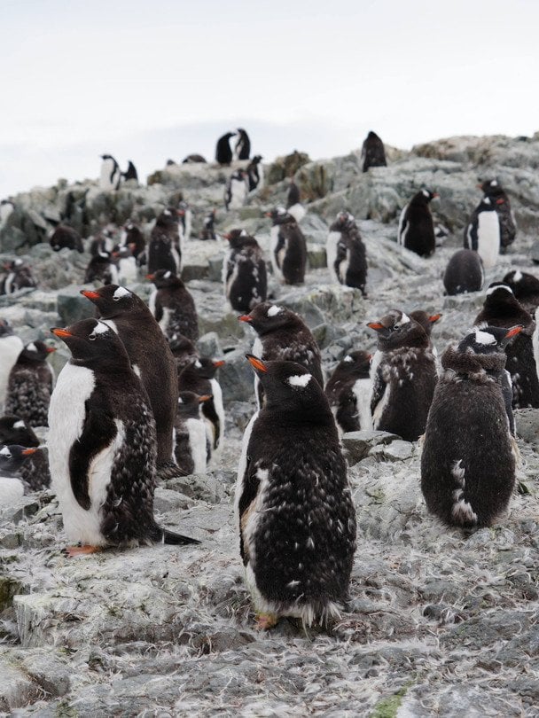 Голодують та не можуть плавати: що відбувається з пінгвінами біля «Вернадського» (фото)