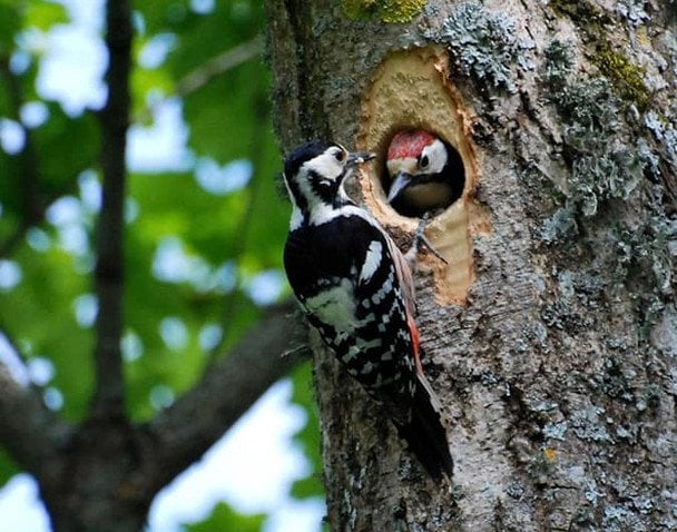 Дарує “квартири” і створює пару на все життя: екологи розповіли про рідкісного птаха Чернігівщини