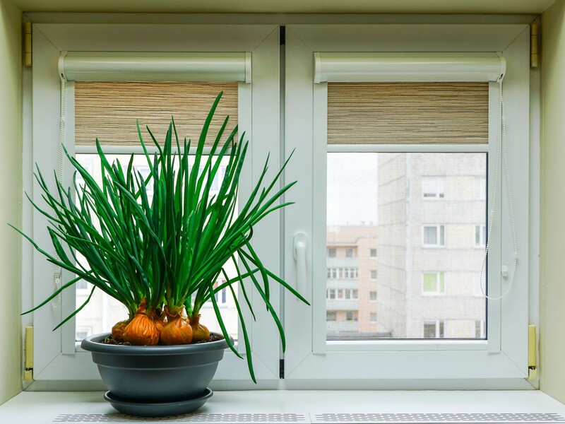 Незвичайний, але дуже ефективний спосіб виростити зелену цибулю без землі і бруду на підвіконні