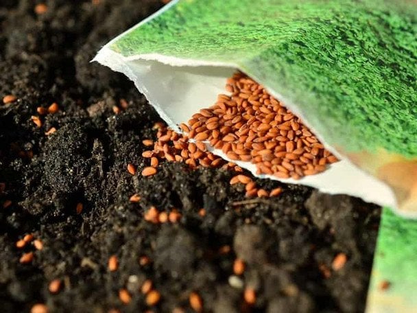 Яке насіння краще купувати 2026 року: огляд асортименту овочів для посіву від фахівця