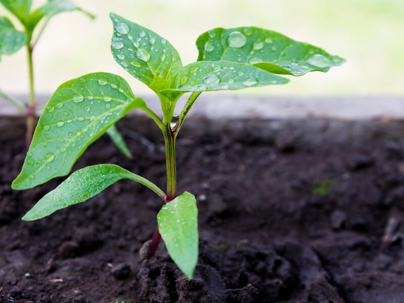 Зробіть із розсадою перцю просту маніпуляцію – й отримаєте ранні сходи
