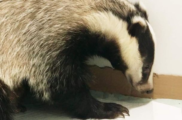 Знайдіть 12 відмінностей між двома борсуками за 60 секунд — тест на спостережливість