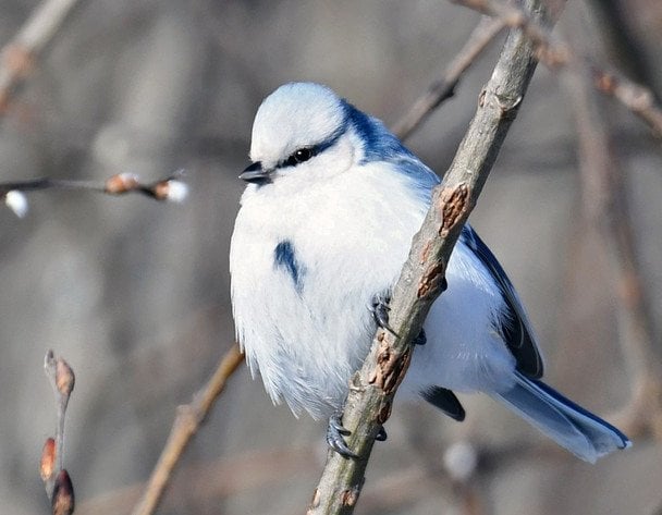 В Україні помітили рідкісну білу синицю: як вона виглядає (фото)
