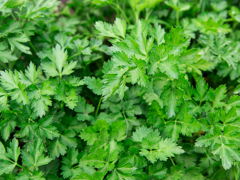 Три сорти петрушки, які задовольнять вимоги будь-якого городника