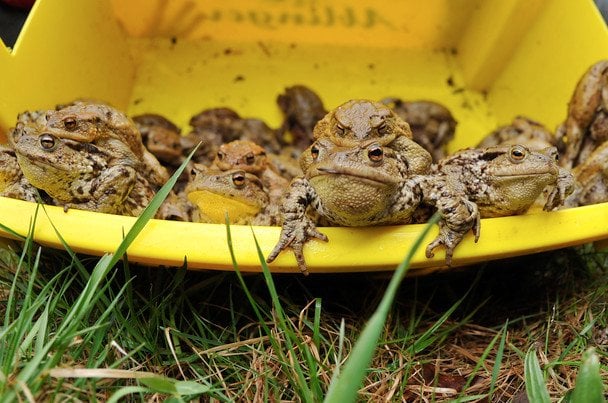 Таємниця "ставка смерті": що спричинило дивну епідемію "вибухових жаб"