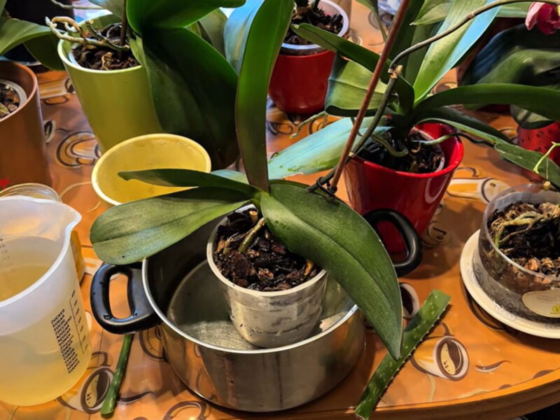 "Спробуйте цей спосіб – результат побачите швидко". Рецепт натурального підживлення для орхідеї