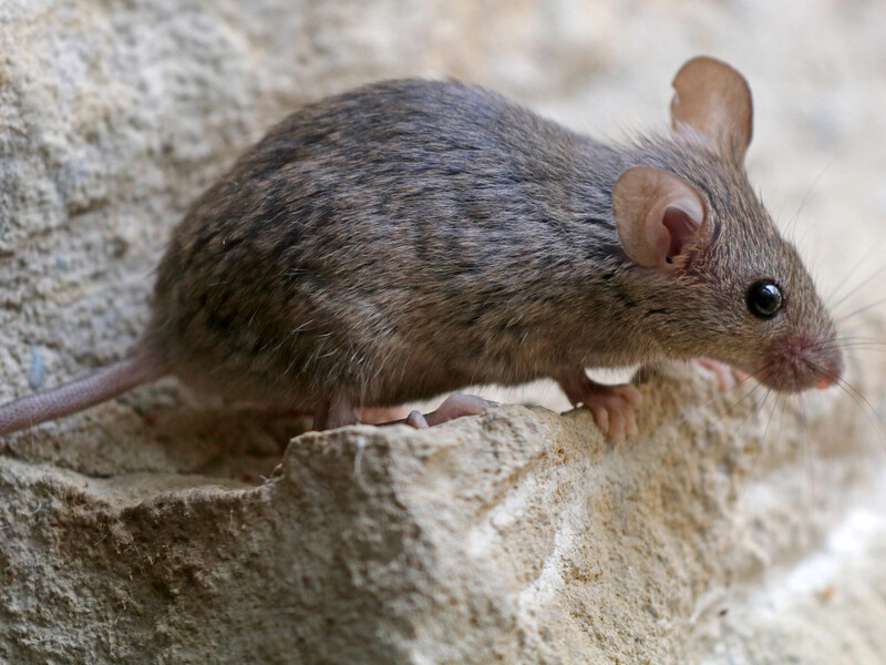 Миші покинуть ваше житло завдяки цим методам боротьби. Три способи прогнати шкідників без хімії Миші покинуть ваше житло завдяки цим методам боротьби. Три способи прогнати шкідників без хімії
