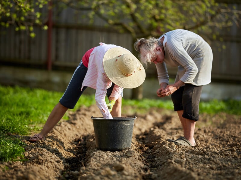 Покладіть це в кожну лунку – і картопля завалить урожаєм. Секретний метод підживлення без зайвих витрат Покладіть це в кожну лунку – і картопля завалить урожаєм. Секретний метод підживлення без зайвих витрат