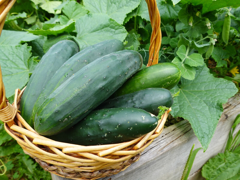 Точні дати, коли треба висівати насіння огірків на розсаду. Городник розкрив секрет щедрого врожаю