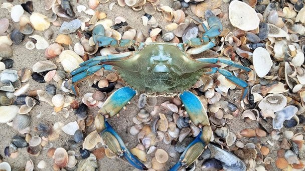 В Чорному морі виявили небезпечного краба-вселенця: яку загрозу він несе (фото, відео)