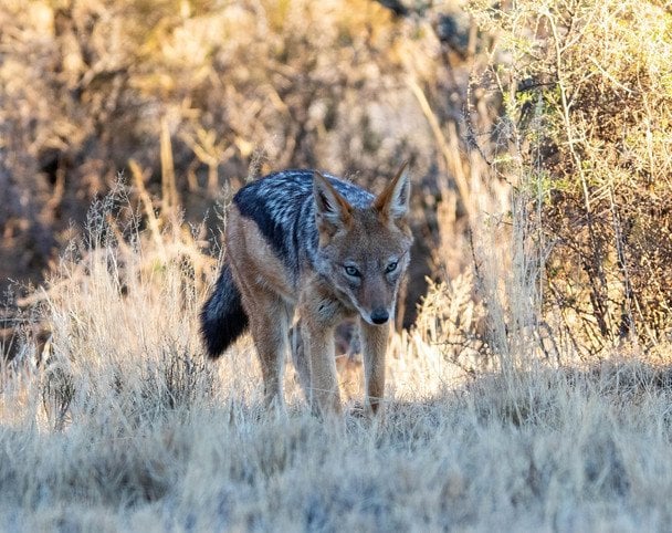 Нові сусіди: чому шакали почали мігрувати Україною та яку реальну небезпеку вони несуть