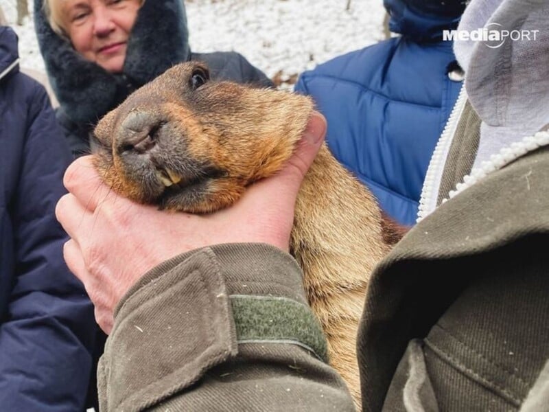Зоозахисники обурилися багаторічною традицією будити бабака Тимка заради прогнозу погоди