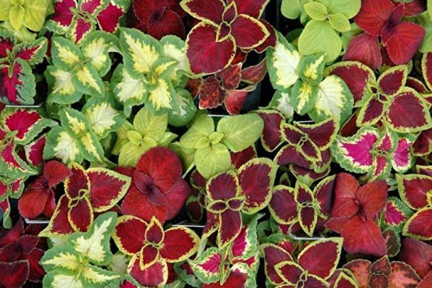 Кімнатні рослини з насіння: 6 видів, що які легко виростити вдома