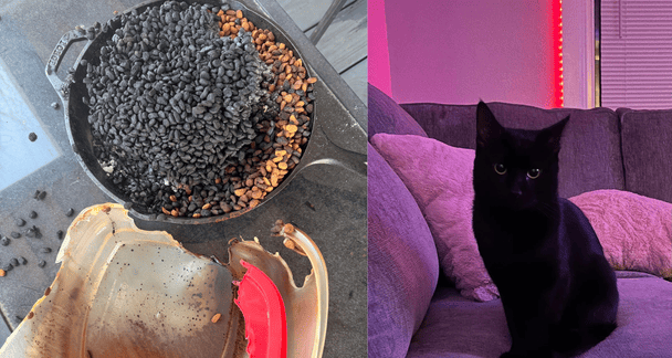 Залишили кота самого вдома: як нічна відсутність господарів ледь не стала фатальною