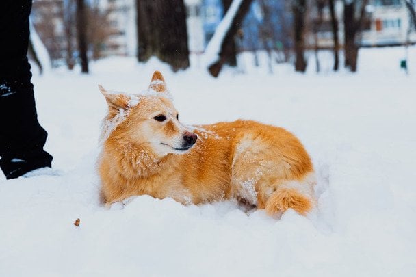 На Житомирщині 16-річна дівчина розстріляла собаку у прямому ефірі заради «контенту»