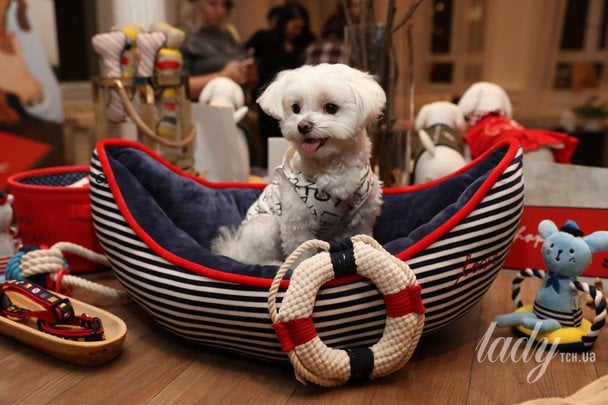 Як часто потрібно прати лежанку собаки: ветеринари назвали чіткі терміни Як часто потрібно прати лежанку собаки: ветеринари назвали чіткі терміни