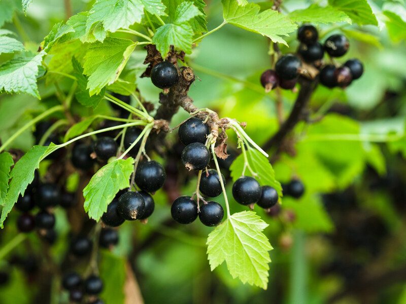 Підживіть цим смородину, щоб улітку отримати рекордний урожай ягід