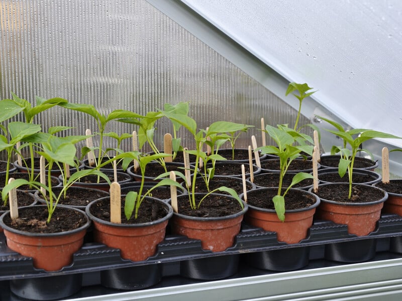 Що 10 днів обробляйте цим розсаду, і вона буде міцною й здоровою. Простий захист від хвороб