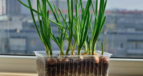 Коли садити цибулю на розсаду 2026 року: сприятливі дні Коли садити цибулю на розсаду 2026 року: сприятливі дні