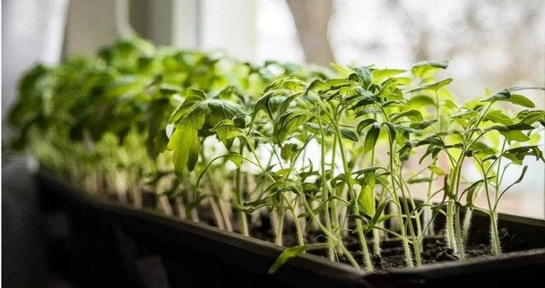 Розсада на підвіконні: 12 помилок, яких найчастіше припускаються новачки, вирощуючи культури