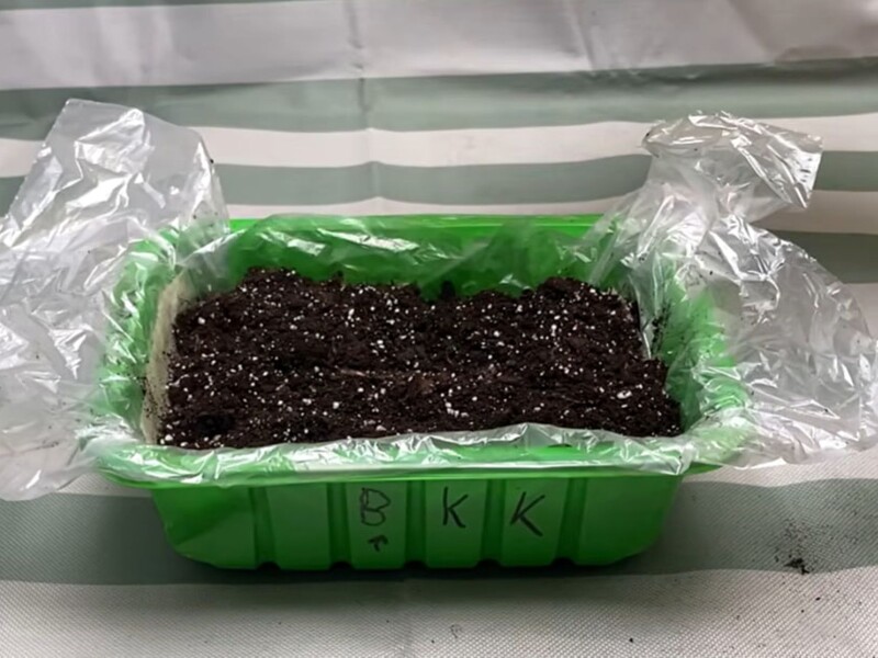 "Висівати можна з 20 лютого". Ефективний спосіб проростити насіння перцю на розсаду без світла й тепла